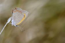 \"Motyl\"