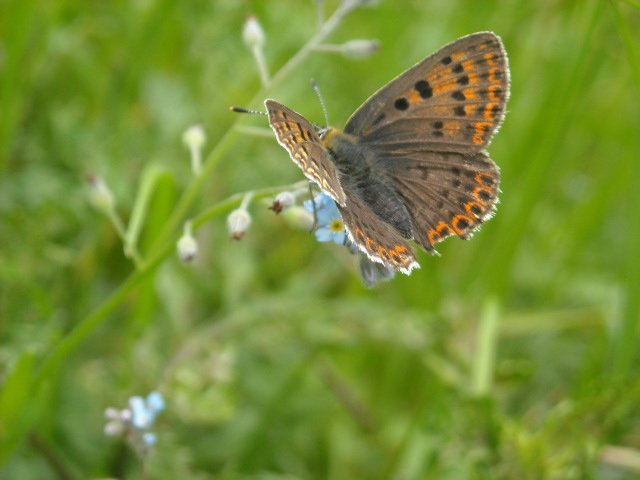 Motyl