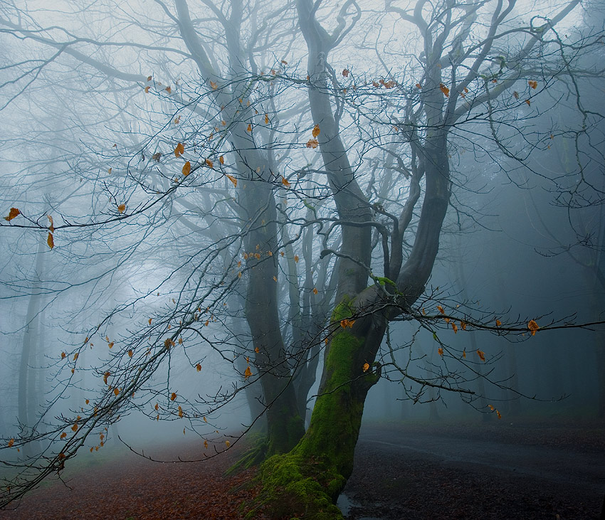 Last Leaf Standing