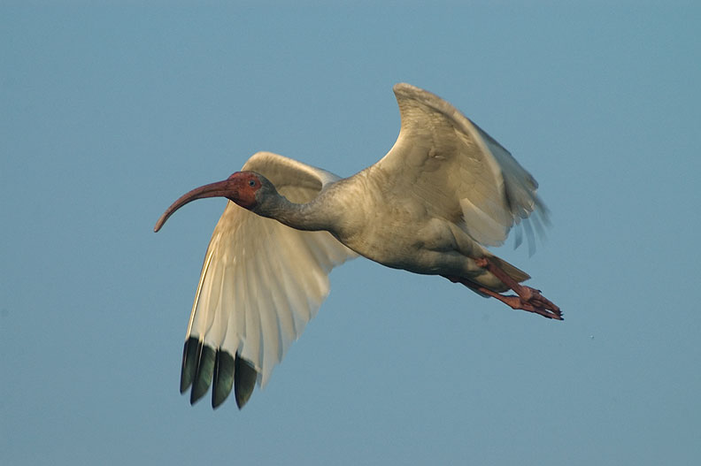 Ibis