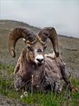 BIGHORN SHEEP