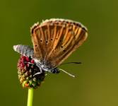 Motyl