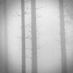 fog