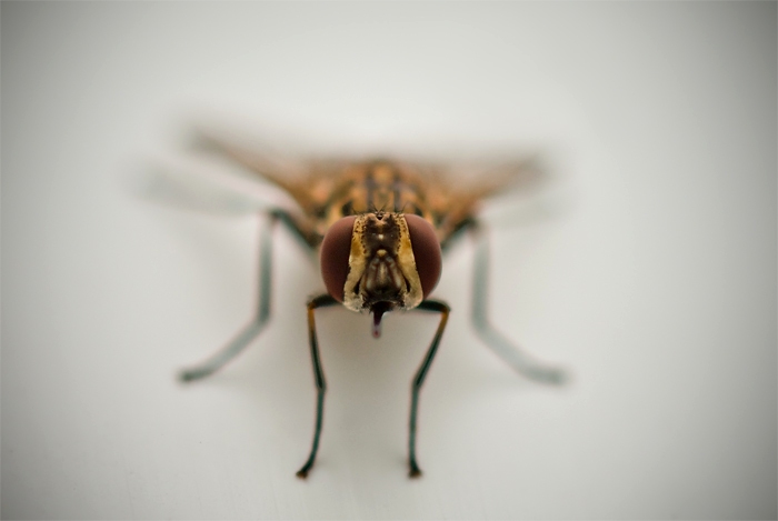 Bzzzzzzzz