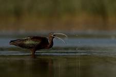 Ibis Kasztanowaty