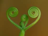 spiralnie centralnie