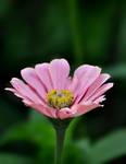 Cynia
