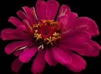 Cynia