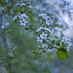 wiosenne wspomnienia