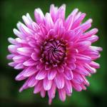 dalia