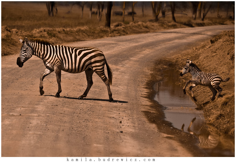 zebra z maleństwem