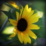 tournesol