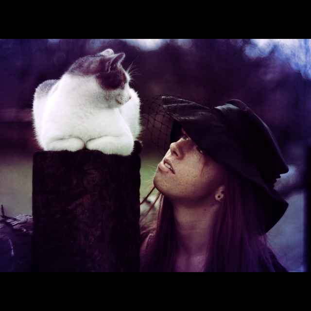 Black widow & white cat
