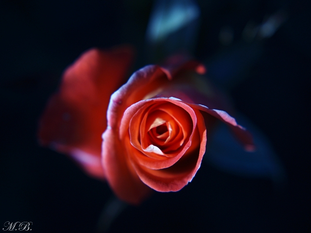 Little rose