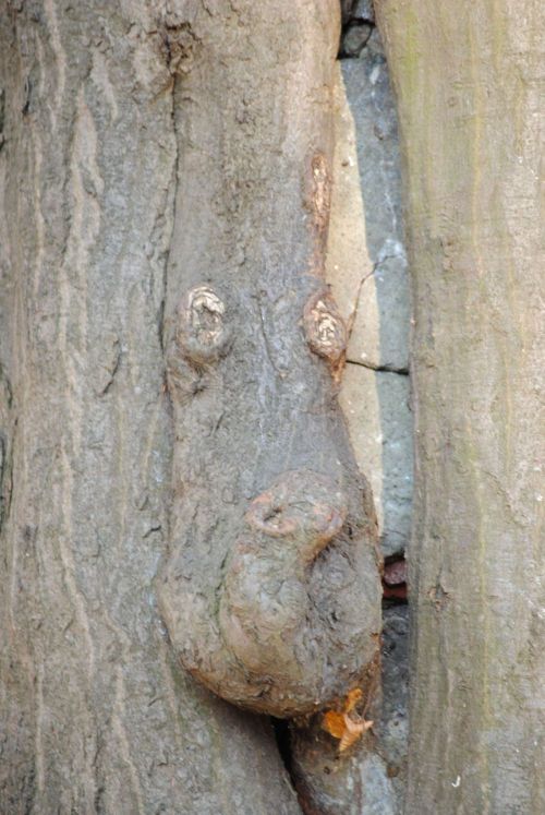 Pan Stefek