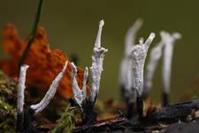 pozostalosci makro grzybkow