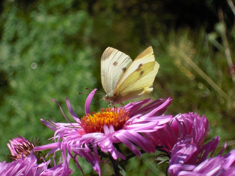 Motyl