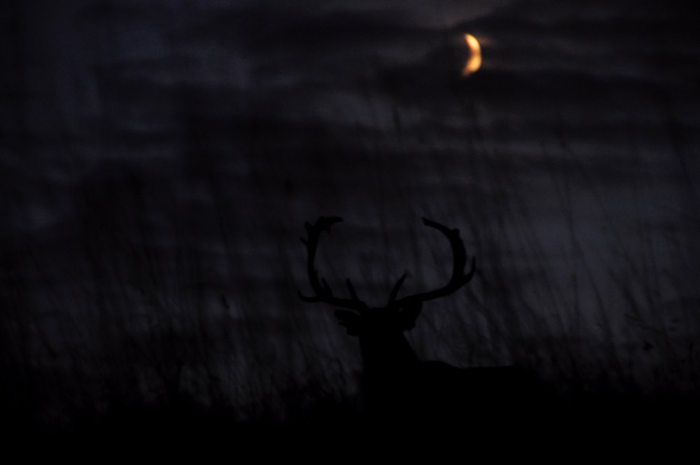 nocne łowy