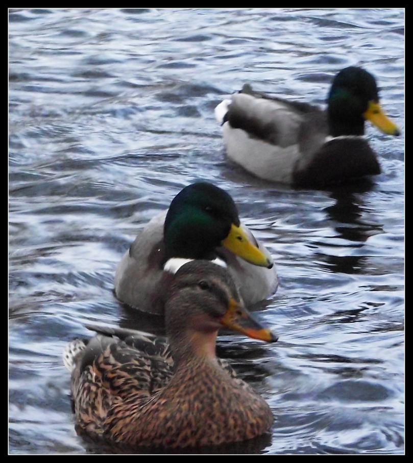 duck