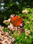 motyl