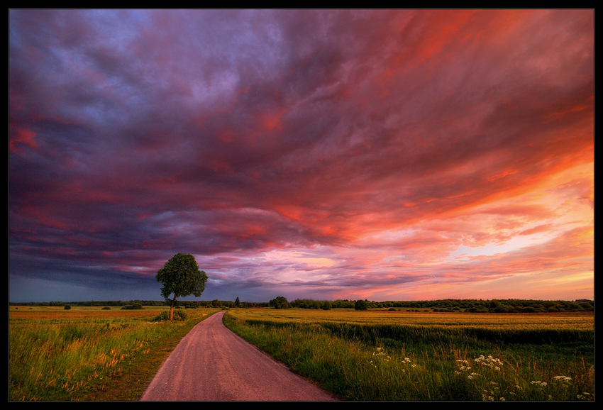 Summer Impressions...