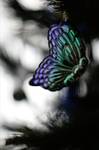 Motyl