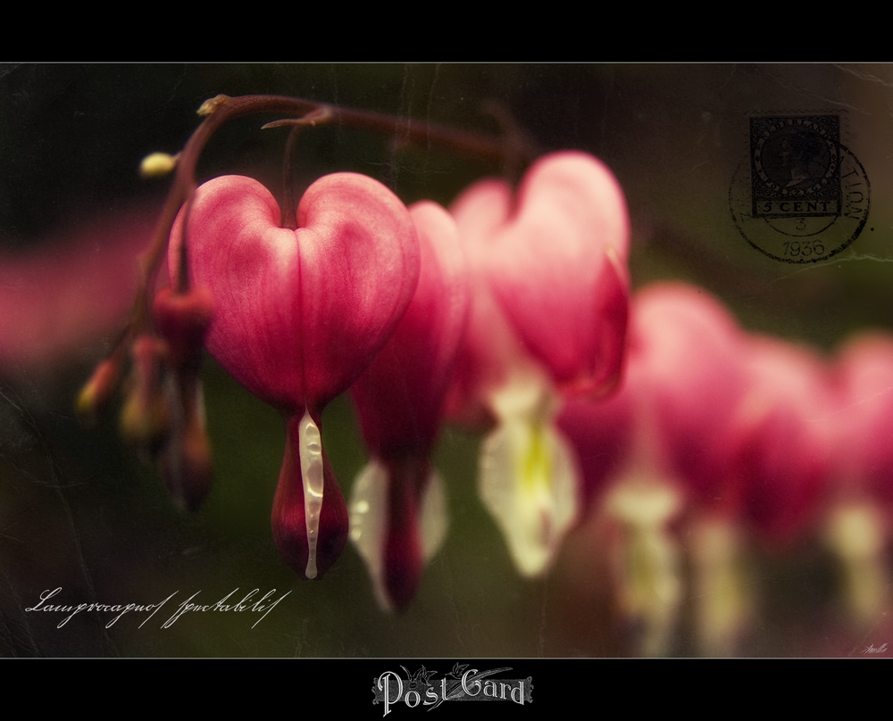 POST CARD II