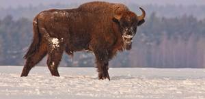 Bison Bonasus