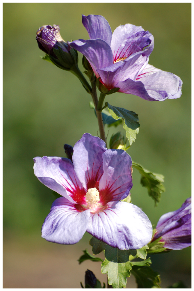 Hibiskus