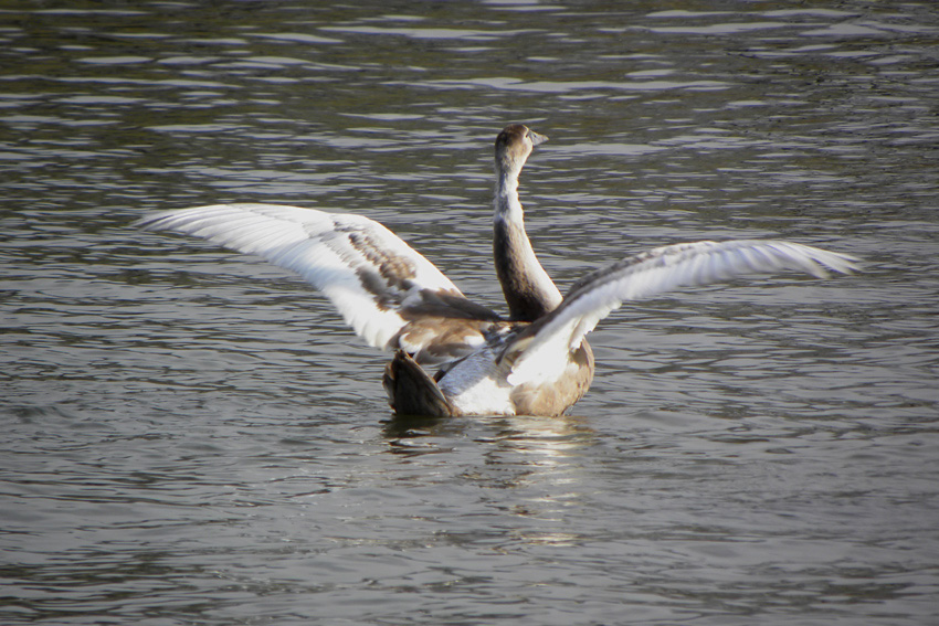 black swan