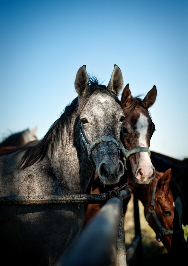 Horses