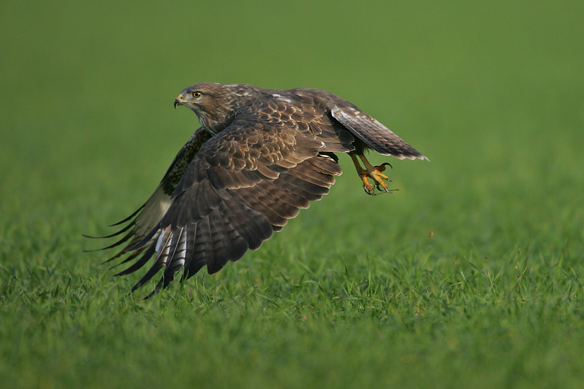 Myszołów zwyczajny, Common Buzzard (Buteo buteo)