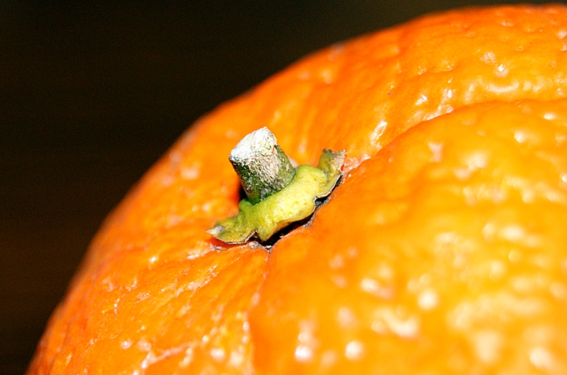 ogonek pomarańczy