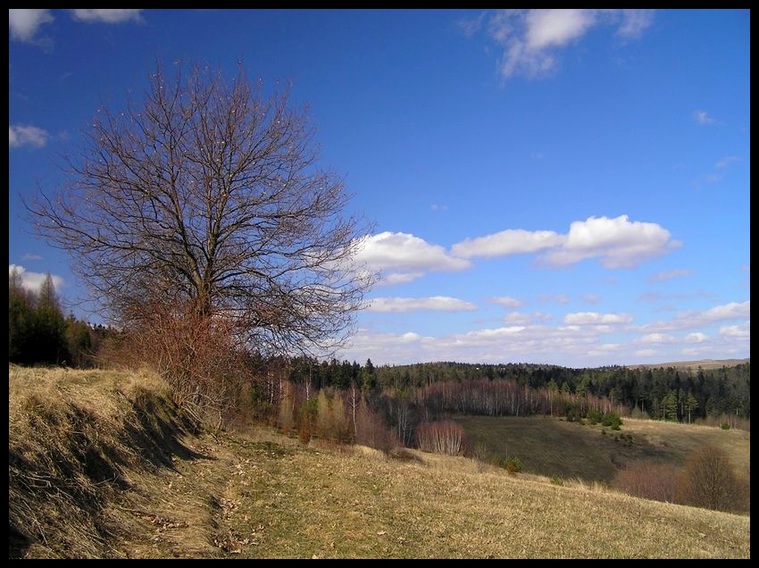 Wiosna