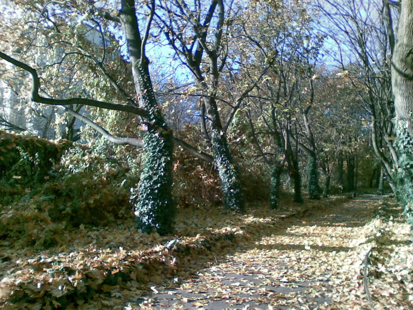 jesien