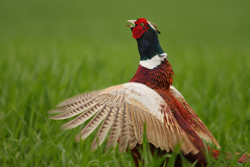 Bażant, Pheasant (Phasianus colchicus)