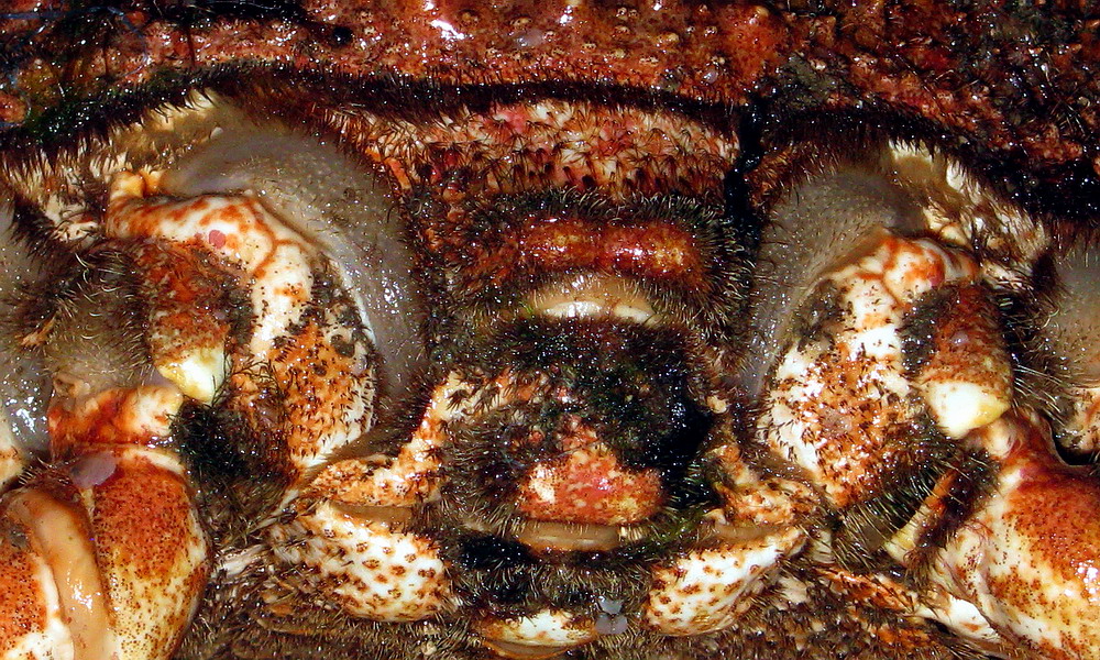 paszczka