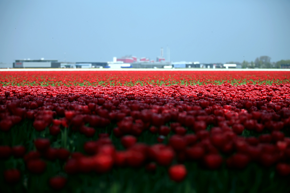 Fabryka tulipanów