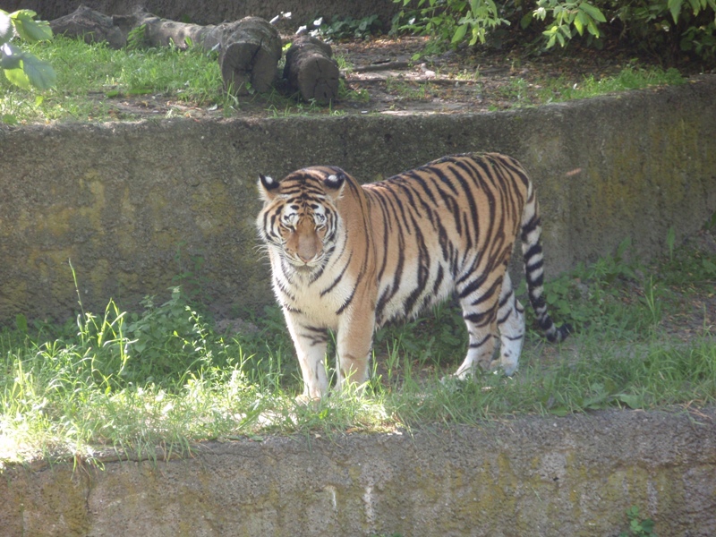 Tygrys z Łódzkiego ZOO