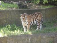 Tygrys z Łódzkiego ZOO