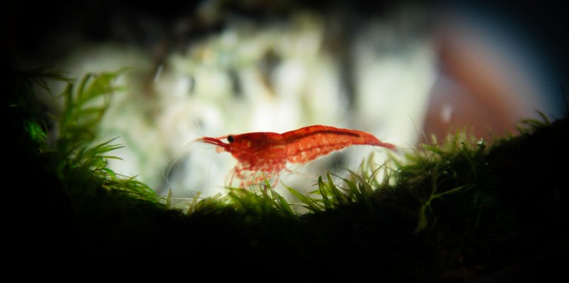 Krewetka Red Cherry