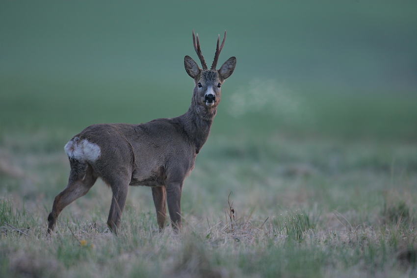 Sarna, Roe Deer (Capreolus capreolus)