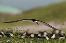 Black Skimmer