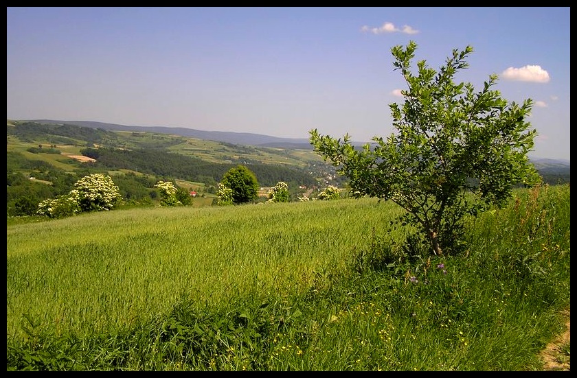 Wiosna