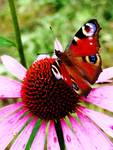 MotyL