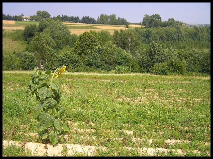 Lato