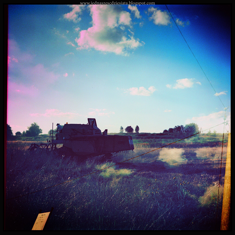 bizon