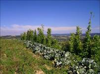 Lato