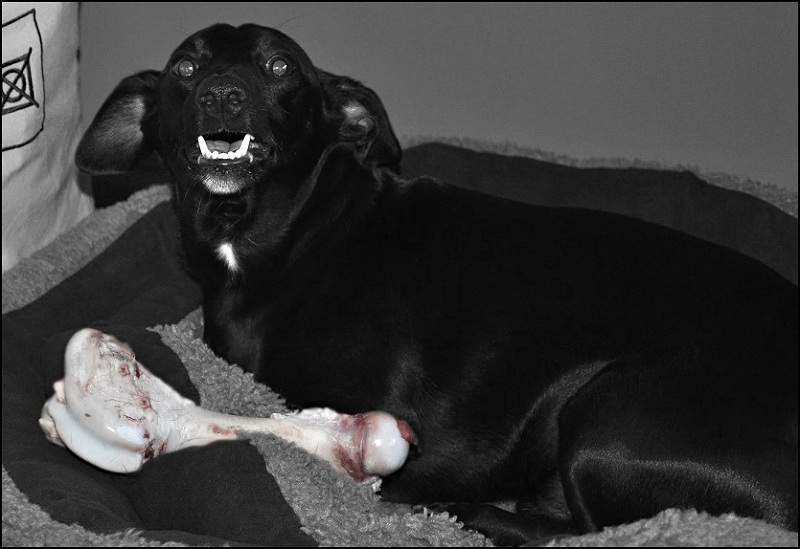 Black dog
