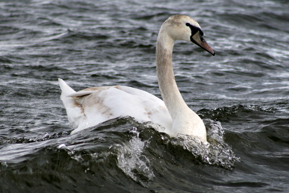 The White Swan